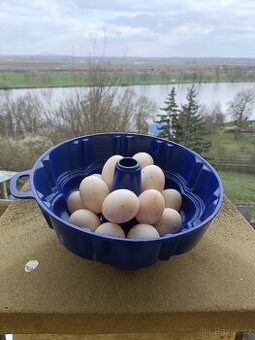 Čerstvá vejce kachna-indický běžec