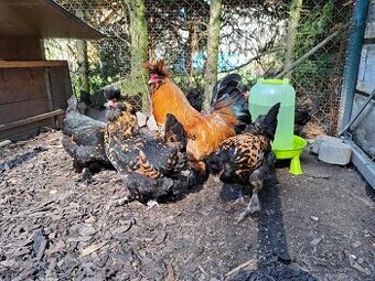 Násadová vajíčka Pavlovka - Pavlovská slepice