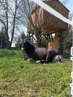 Hledám ustájení pro ponyho