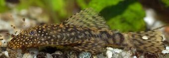 Krunýřovec - Ancistrus species