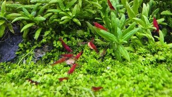 Neocaridina Davidi var. Blood Mary - 1