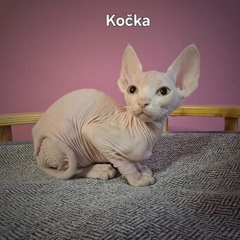 Kanadský sphynx