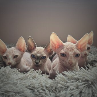 Kanadský sphynx
