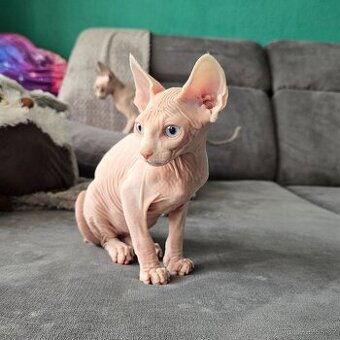 Kanadský sphynx
