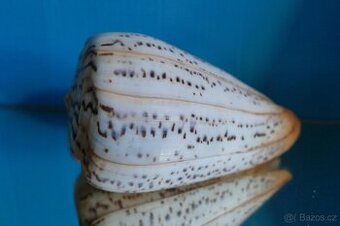 Conus suratensis XL