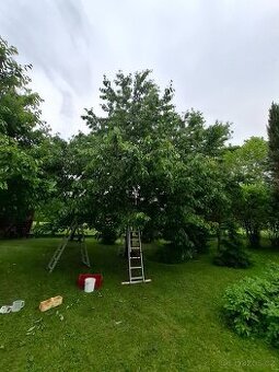 Prodám třešně na marmeládu100kč/kg