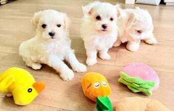Maltipoo