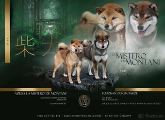 Shiba Inu s PP