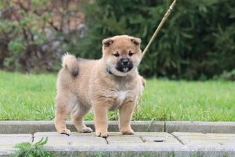 Shiba Inu s PP
