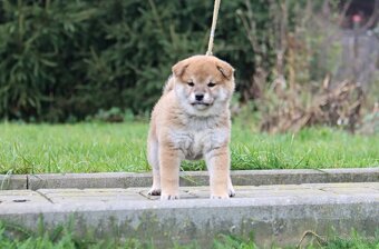 Shiba Inu s PP