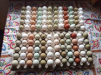 Domácí vajíčka 6,-kč/ks