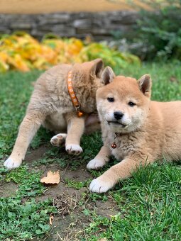 Shiba inu💕
