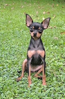 Prazsky krysarik kryti