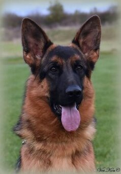 Německý ovčák štěňata s PP roční fena - 1