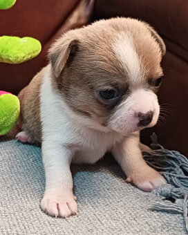 Čivava, chihuahua, krásná štěňátka s PP.