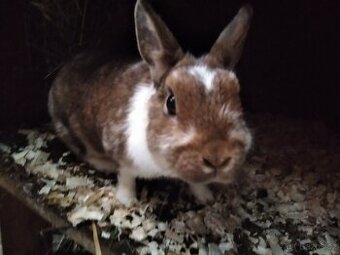 Zakrslý králík, burgunský