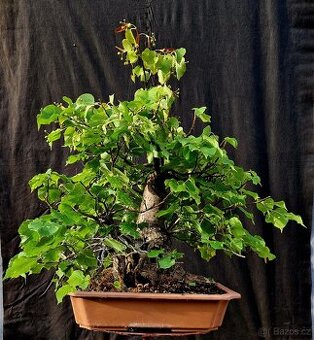 Bonsai, Bonsaj - Lipa srdcita Top