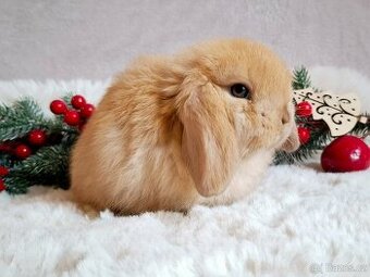 Luxusní sameček minilop