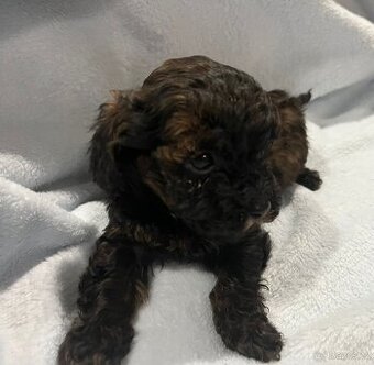 Pudelki miniaturki - 1