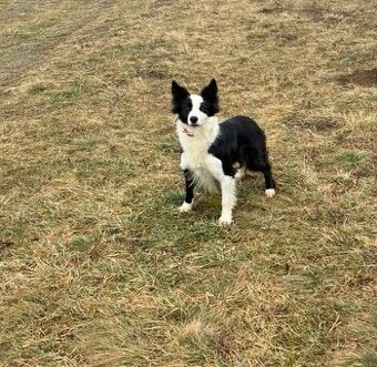 Border kolie, fenka 4 roky