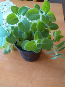 Rýmovník citronový, léčivá pokojová rostlina