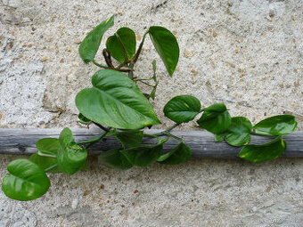 Domácí liána - POTHOS - - viz text a foto