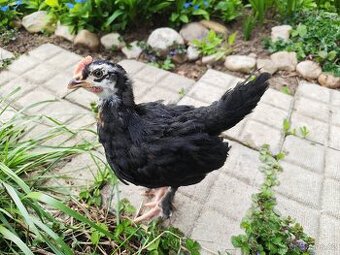 Prodám kohouta Maransky