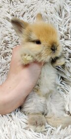 Zakrslý TEDDY králík, králíček - DUFFY