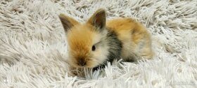 Zakrslý králík (TEDDY), králíček -DUFFY