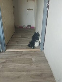 Border kolie