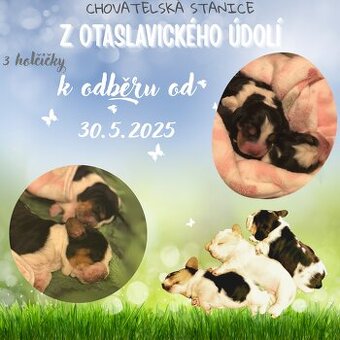 Basset Hound - štěňátka - 1
