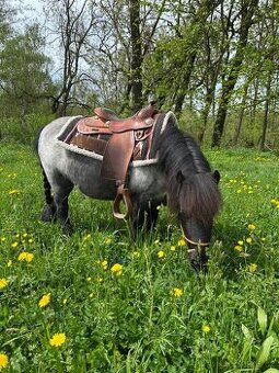 Shetland klisna s PP