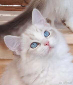 Kočičky ragdoll s PP