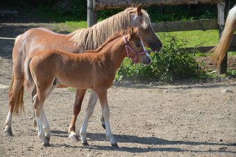 Letošní hrebecek cca 135 cm - 1