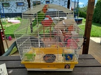 Agapornis ružohrdlý