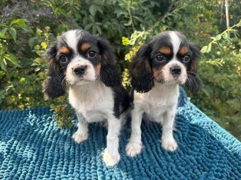 Kavalír King Charles Španěl tricolor