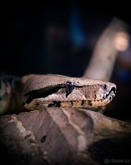 Hroznýš královský - Boa constrictor