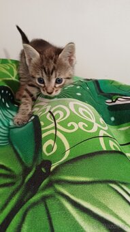 Koťata od SPHYNX