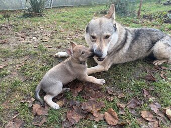 Československý vlčák