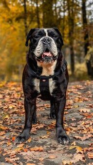 Kontinentální buldok s PP hledá nevěstu