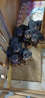 REZERVACE Štěňata rotvajler bez PP - 1