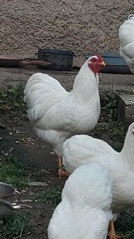 Wyandotka zdrobnělá