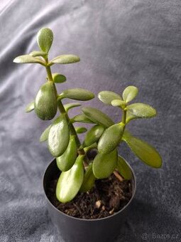 Tlustice, crassula