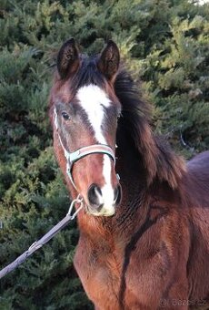 Letošní hřebeček, odstávče