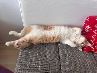 Daruji 2 letou kočičku