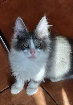 Turecká angora- koťátka s PP