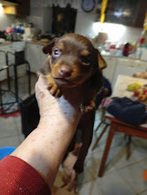 pražský krysařík štěńata