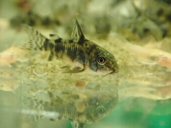 Pancéřníček skvrnitý