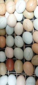 Kuratka a nasadova vejce