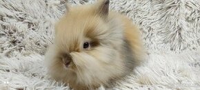 Zakrslý králík, králíček TEDDY -DUFFY